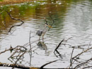 Grey Heron - Czapla Siwa